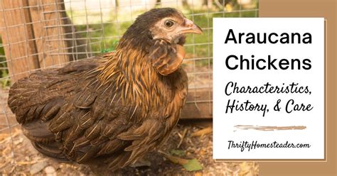 Araucana Chickens: Characteristics, History, and Care.
